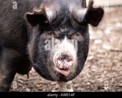 Meine schwarzen Schwein Stockfoto