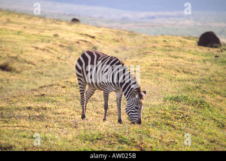 Eine einzelne Ebenen Zebra Equus Birchelli Weiden im Ngorongoro-Krater-Nationalpark in Tansania Stockfoto