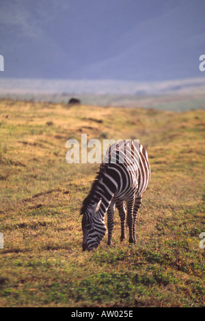 Eine einzelne Ebenen Zebra Equus Birchelli Weiden im Ngorongoro-Krater-Nationalpark in Tansania Stockfoto