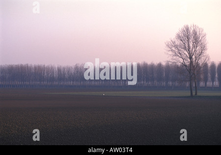 Reihen von Pappel Bäume Cremona Landschaft Lombardei Italien Stockfoto