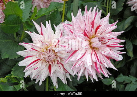 Semicactus-Dahlie (Dahlia Micks Pfefferminze) in einem Garten blühen Stockfoto