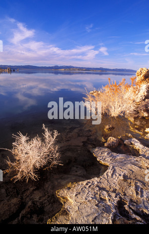 Abendlicht auf Salz bedeckt Kaninchen Pinsel entlang der südlichen Ufer des Mono Lake Mono Basin National Scenic Area California Stockfoto