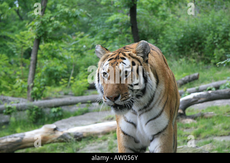 Ein Tiger in der Bronx Zoo New York. Stockfoto