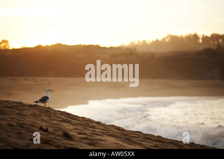 Möwe am Strand mit der untergehenden Sonne in der Nähe von Point Lobos in Carmel, Monterey County, Kalifornien, USA Stockfoto