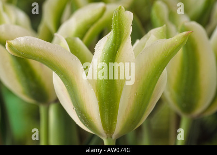 Tulipa 'Deirdre"(Tulip) Division 8 Viridiflora-Gruppe. Stockfoto