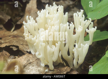 Weiße Koralle Pilz Stockfoto