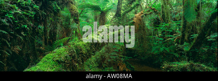gemäßigter Regenwald am Fuße des Fox Glacier Westland National Park Südinsel Neuseeland Stockfoto