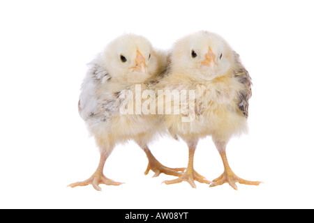 Zwei kleine Hühner stehend nahe zusammen auf weißem Hintergrund Stockfoto