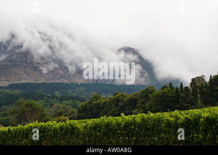 Buitenverwachting Wine Farm befindet sich im Constantia Valley in Cape Town, South Africa Stockfoto