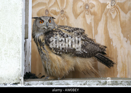 Uhu (lateinisch: Bubo Bubo) auf Fensterbrett sitzen. Nacht Greifvogel. Stockfoto