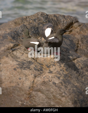 Zwei schwarze Trottellummen - Cepphus Grylle - sitzen auf Felsen, Isle of Arran, Schottland Stockfoto