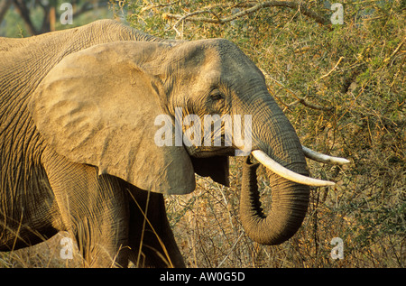 Elefant, Loxodonta Africana, South Luangwa Nationalpark, Sambia Stockfoto
