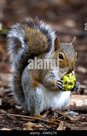 Grauhörnchen (Sciurus Carolinensis) in Holland Park, London Stockfoto