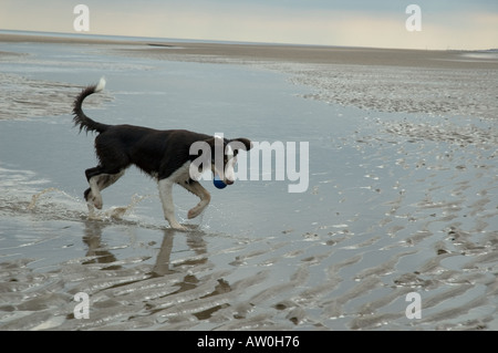 5 Monate alte Braun Tri Farbe Border-Collie mit Ball zu Fuß durch das Wasser am Strand Stockfoto