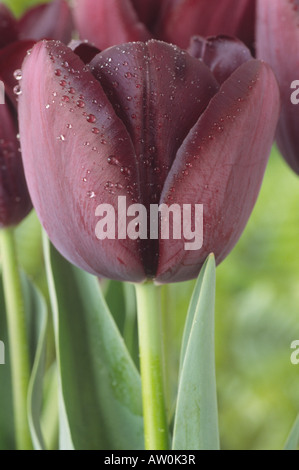 Tulipa 'Queen of Night' (Tulip) Division 5 einzelne Ende Group.Close bis dunkel rotbraun, fast schwarze Blume. Stockfoto