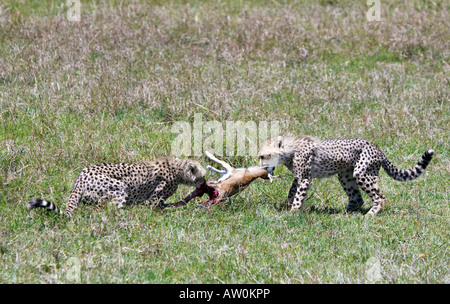 Zwei jungen Geparden (Acinonyx Jubatus) spielen Tauziehen mit Faon Thomson es Gazelle (Gazella Thomsoni) - ihre ersten Kill! Stockfoto