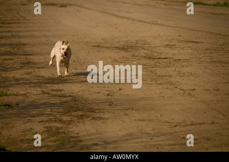 Hund läuft auf Feldweg Stockfoto