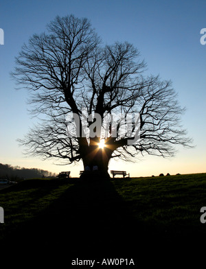 Sehr alte Baum Silhouette gegen Sonnenuntergang Himmel Sonne Stockfoto