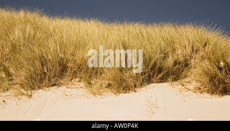 Dünengebieten Grass (Ammophila Arenaria) auf Sand, Schottland Stockfoto