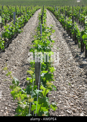 Berühmte Weinberge in Pauillac, Médoc Bordeaux Gironde Frankreich Stockfoto