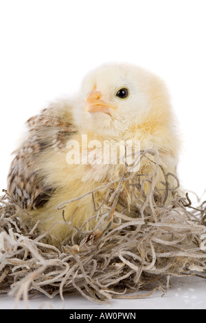 Niedliche kleine zwei Wochen alten Huhn etwas mürrische suchen Stockfoto