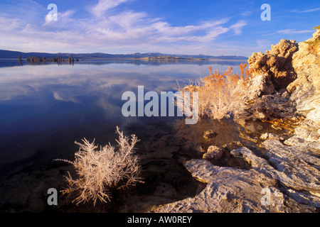 Abendlicht auf Salz bedeckt Kaninchen Pinsel entlang der südlichen Ufer des Mono Lake Mono Basin National Scenic Area California Stockfoto