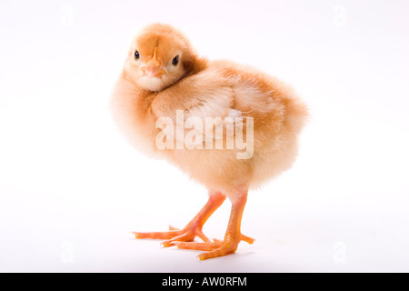 Rhode Island Red Küken auf weißem Hintergrund Stockfoto