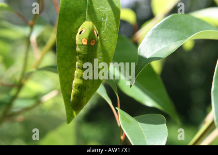 Getarnte Spicebush Schwalbenschwanz Larve Papilio troilus Stockfoto