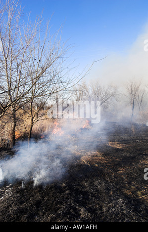 Ein Rasen-Feuer brennt durch Trockenrasen Stockfoto