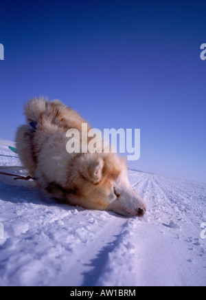 Husky ruhen im Schnee, Cambridge Bay, North West Territories, Kanada Stockfoto