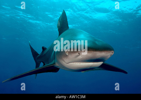 ozeanische Weißspitzen Hai Carcharinus Longimanus Elphinstone Reef Rote Meer Indischer Ozean Stockfoto