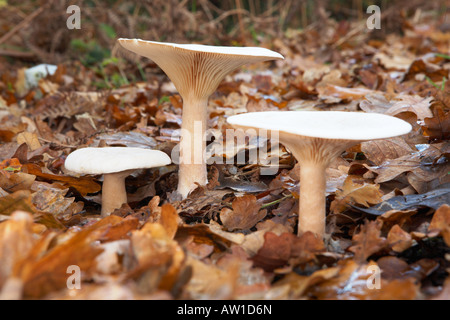 Clitocybe Geotropa Pilze wachsen in den New Forest Hampshire county England UK Stockfoto