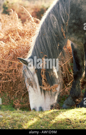 New Forest Pony Fütterung auf Rasen in Hampshire, England, UK Stockfoto