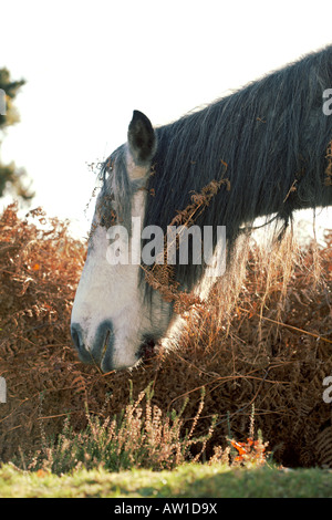 New Forest Pony Fütterung auf Rasen in Hampshire, England, UK Stockfoto