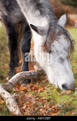 New Forest Pony Fütterung auf Rasen in Hampshire, England, UK Stockfoto