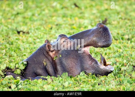 Flusspferd (Hippopotamus Amphibius) Gähnen im Pool der Seerosen Stockfoto