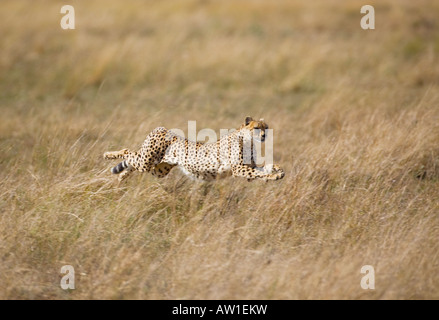 Gepard (Acinonyx Jubatus) im Flug Stockfoto