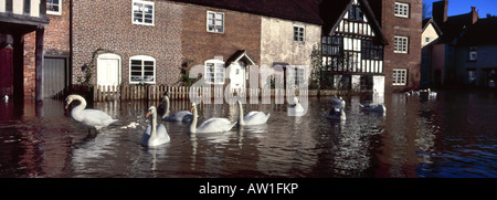 Schwäne schwimmen in der Strasse nach dem Fluss platzt sieben seiner Banken bei Bewdley in Worcestershire, England Stockfoto