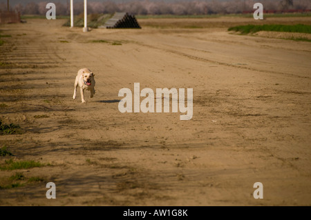 Hund läuft auf Feldweg Stockfoto