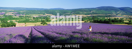 Frau im Feld von Lavendel in der Nähe von Villars in der Provence. Frankreich Stockfoto