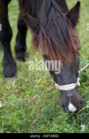 Pferde grasen auf einem Feld Nahaufnahme Headshot Stockfoto