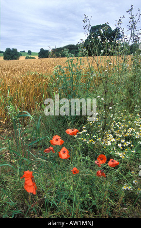 Blumen wachsen im Feldrand Links für die Tierwelt auf Bauernhof in Oxfordshire Stockfoto