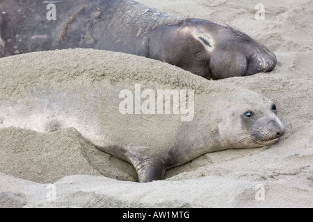 Eines Erwachsenen weiblichen nördlichen See-Elefanten an einem Kalifornien Strand liegen neben einem alpha Männchen Zucht Stockfoto