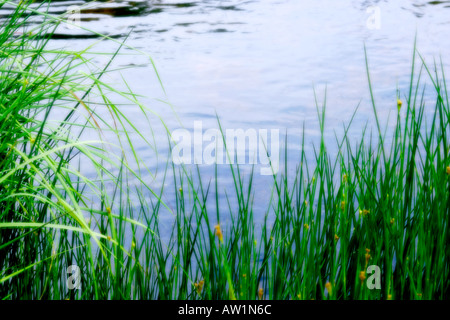 Segge Rasen wachsen am Rand des Flusses im südlichen Hochland Schottland mit blauem Wasser im Hintergrund weichzeichnen Stockfoto