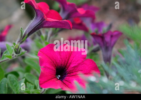 rot lila Petunie Blüten und Blätter Nahaufnahme Stockfoto