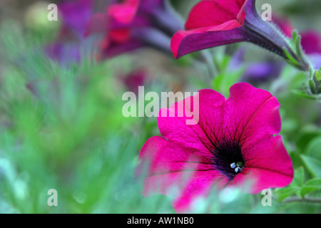 rot lila Petunien Blüten und Laub hautnah Stockfoto