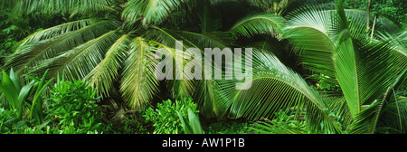 Palmwedel und grüne Vegetation in Seychelle Inseln Stockfoto
