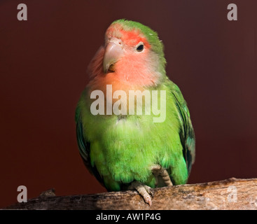 Pfirsich konfrontiert Lovebird (Agapornis Roseicollis) Stockfoto