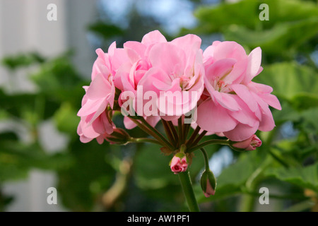 Halbgefüllten silbrig rosa Blumen der zonalen Pelargonium Lady Ilchester Stockfoto