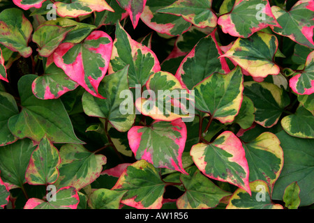 Farbige, bunte Blätter Gartenpflanze Houttuynia Cordata Variegata Chamäleon Stockfoto